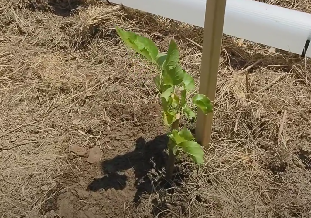 mulberry tree for perennial deer