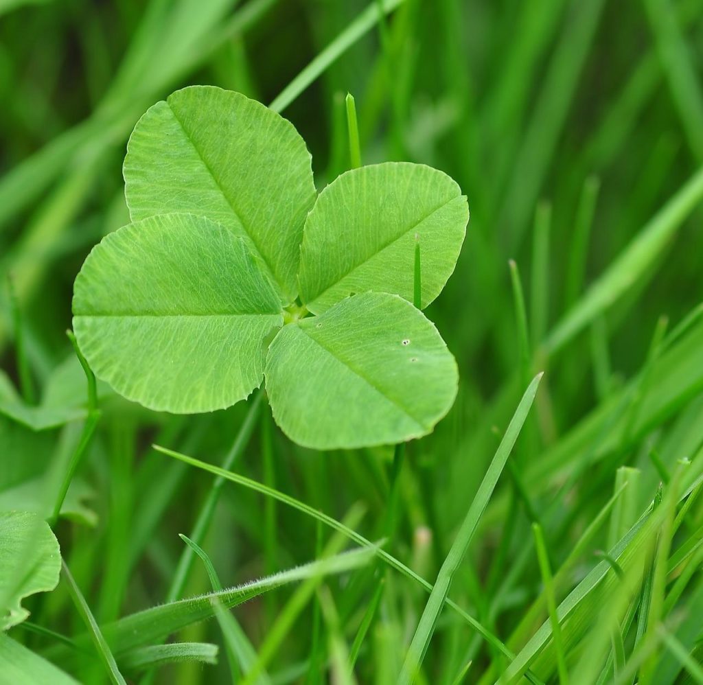 clover among grass