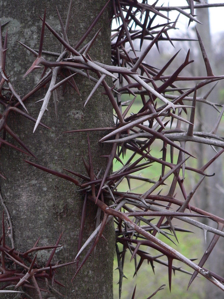 honey locust thorns