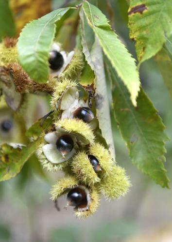 permaculture plants chinquapin chinkapin