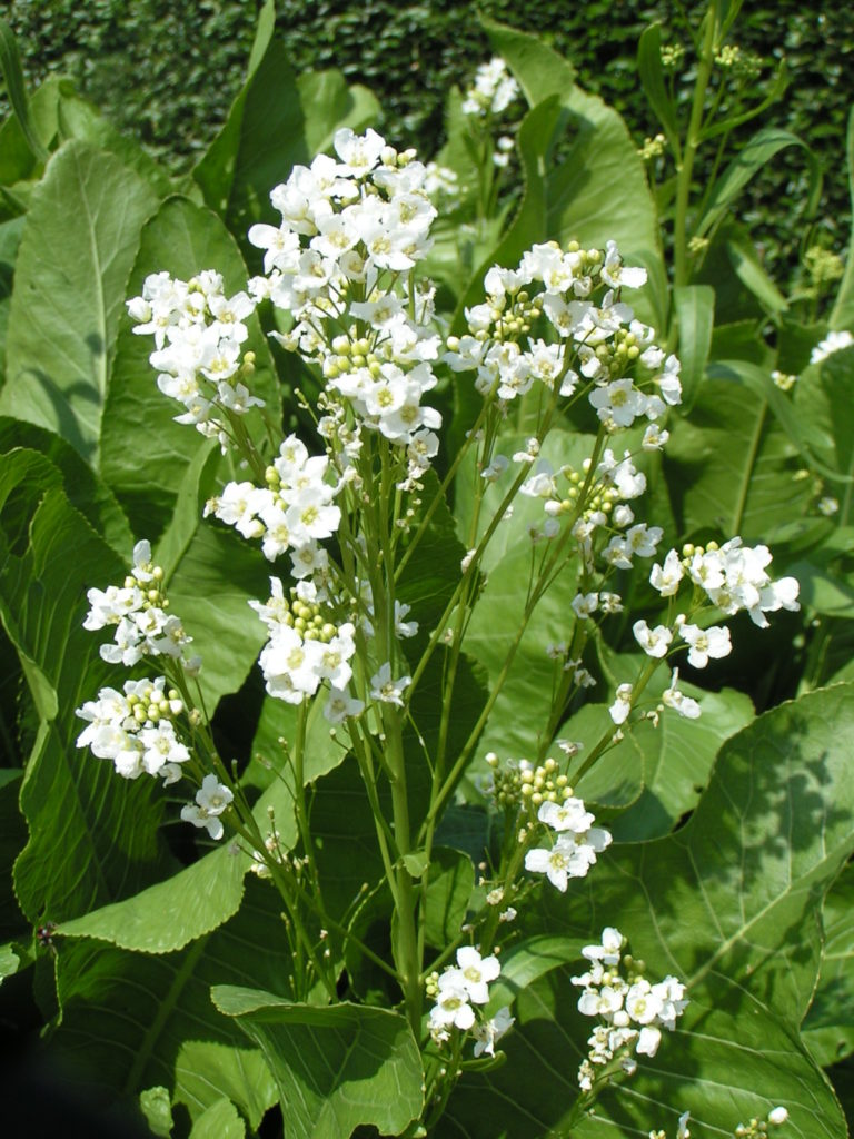 permaculture plant horseradish