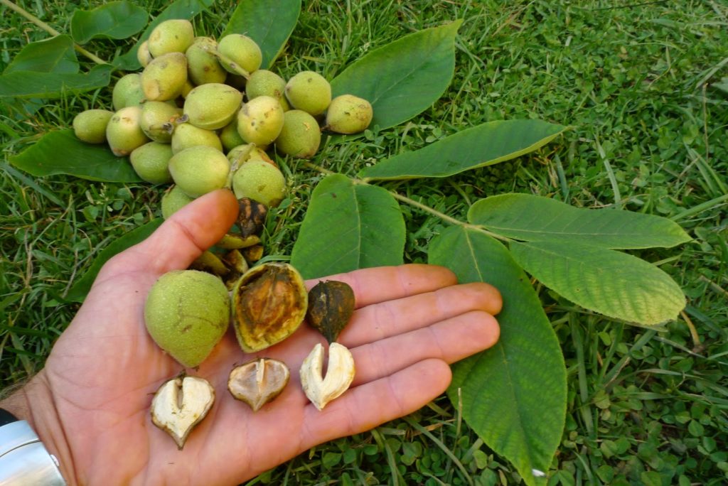 permaculture plant heartnut