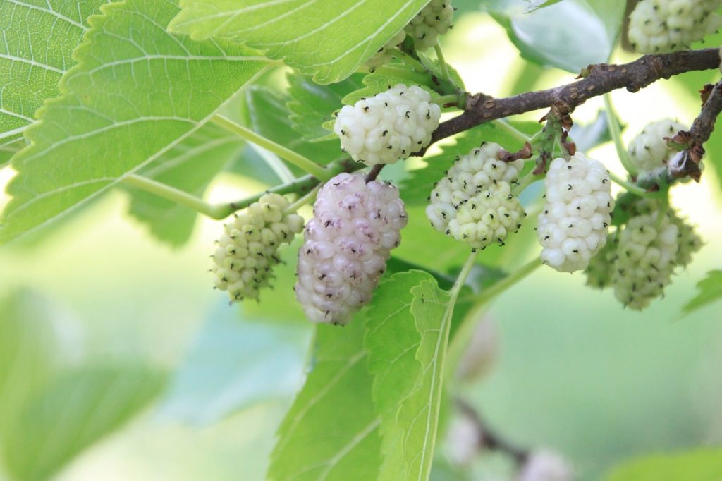 permaculture plants thornless honey locust