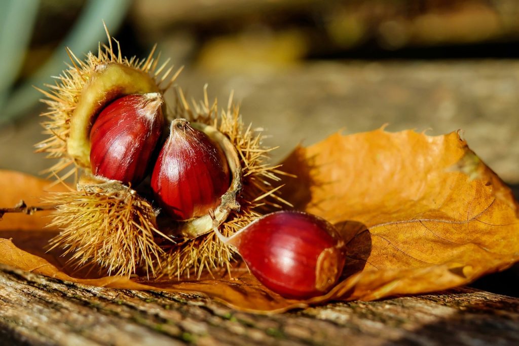 permaculture plants chestnut