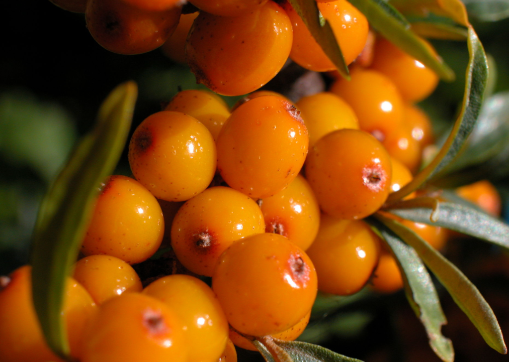 permaculture plant seaberry seabuckthorn sea buckthorn