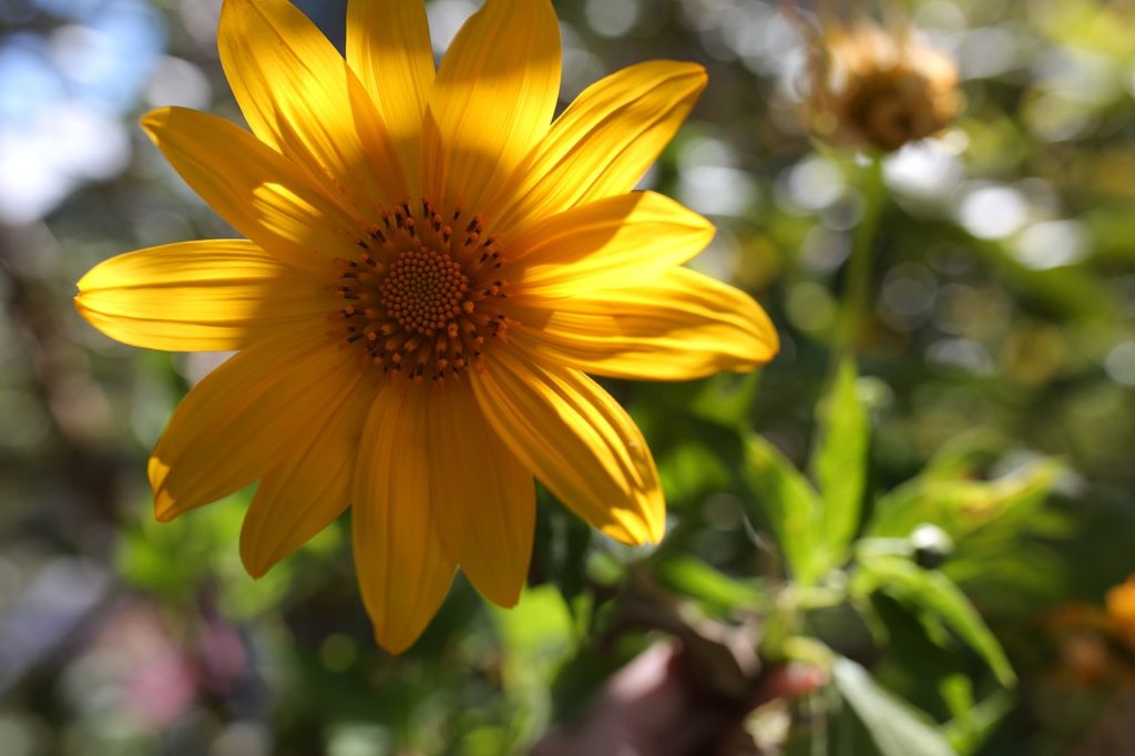 permaculture plants sunchoke jerusalem artichoke