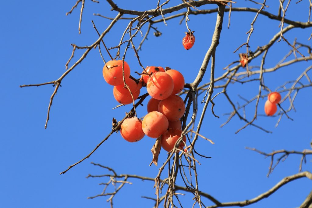 permaculture plants american persimmon