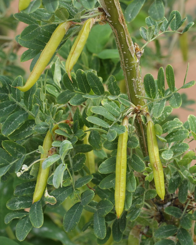 permaculture plants Siberian pea shrub