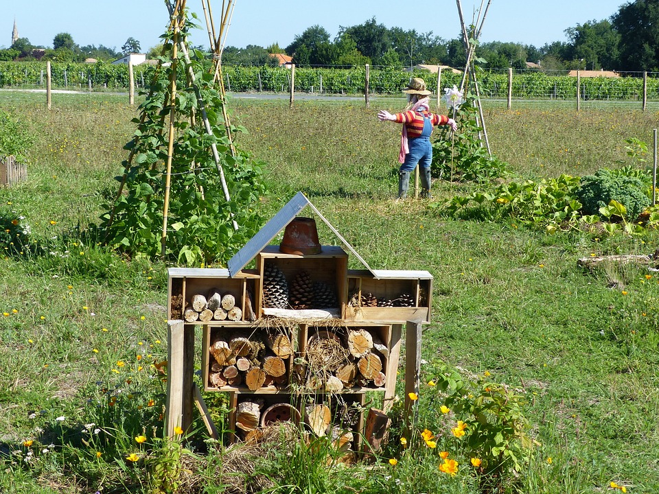 three sisters, ancient precursor to the permaculture guild